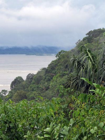 Floristic Inventory of the Tapajos National Forest and Amazonia ...