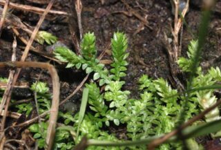 selaginella apoda