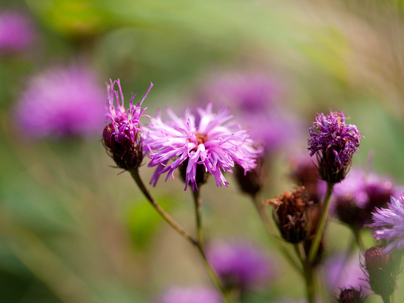 Wetland Trail | New York Botanical Garden