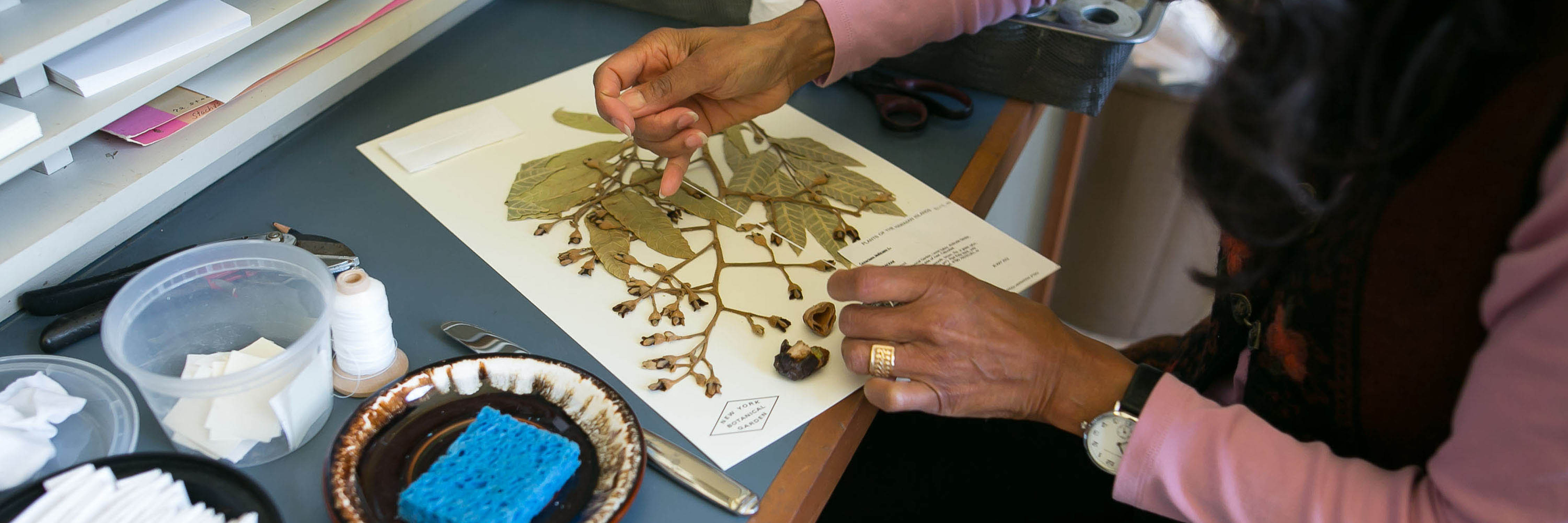 What in the World is a Herbarium? | New York Botanical Garden