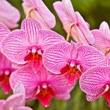 Several pink orchids.