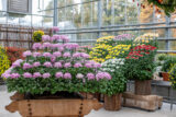 Carefully trained, architectural-looking plants bloom with pink and yellow flowers