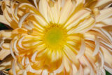 A close-up photo of a bright yellow chrysanthemum flower with many curling petals