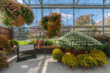 A sunny view of a set of carefully trained flowering plants inside a greenhouse