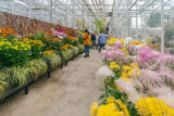 People explore a long walkway within a greenhouse, housing many trained flowering plants in pink, white, yellow, and red