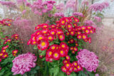 A photo of bright red and pink flowers growing in bunches