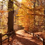 A forest path in the fall.