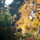 The Home Gardening Center in fall