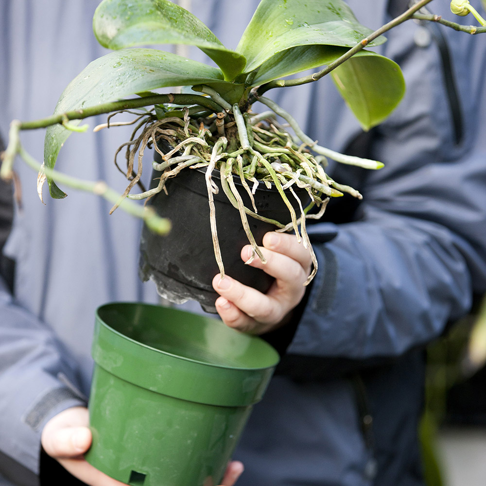 Orchid Care & Conservation | New York Botanical Garden