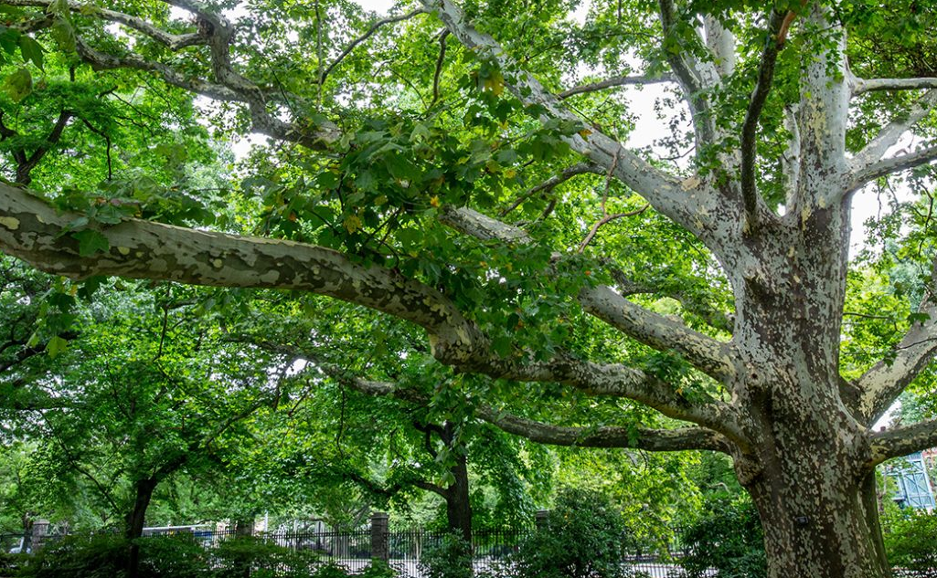 The Overstory: Richard Powers with Todd Forrest » New York Botanical Garden