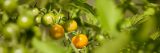 Tomatoes on a vine