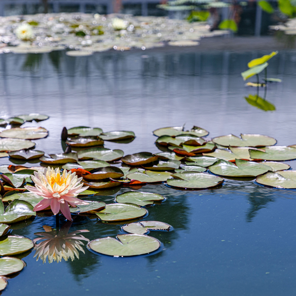 close up of waterlily on water