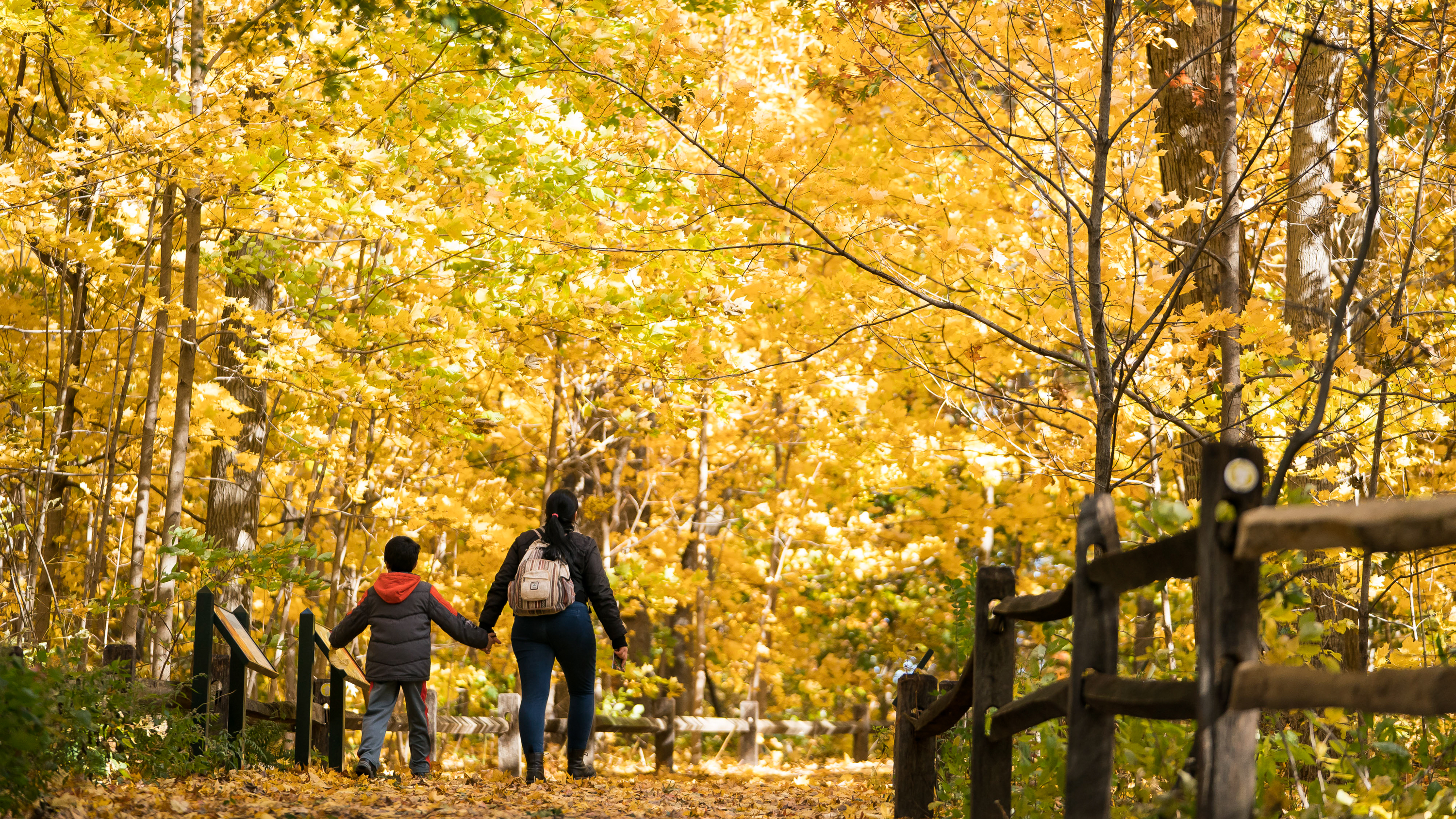 An adult and child walking in a forest with yellow leaves on the floor and on trees