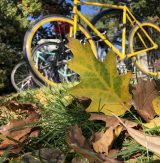 Photo of a leaf near a bicycle wheel