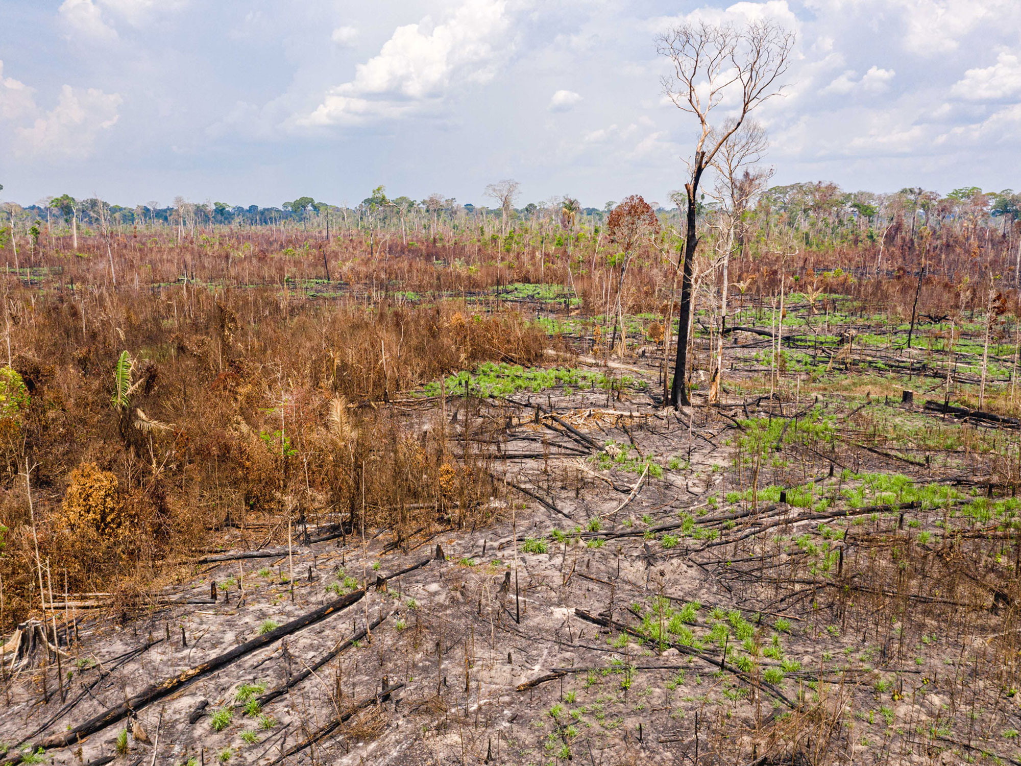 Project Rondônia and Floristic Exploration in Southwest Amazonia | New ...