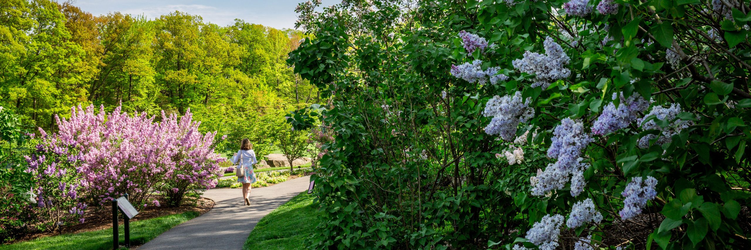 Lilac Collection | New York Botanical Garden