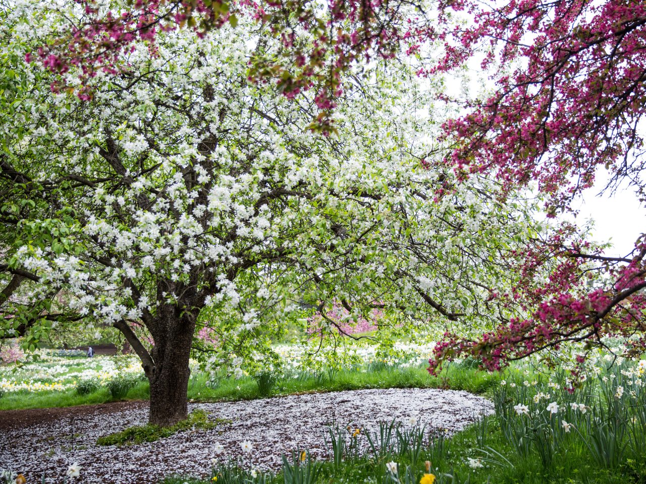 Crabapples | New York Botanical Garden