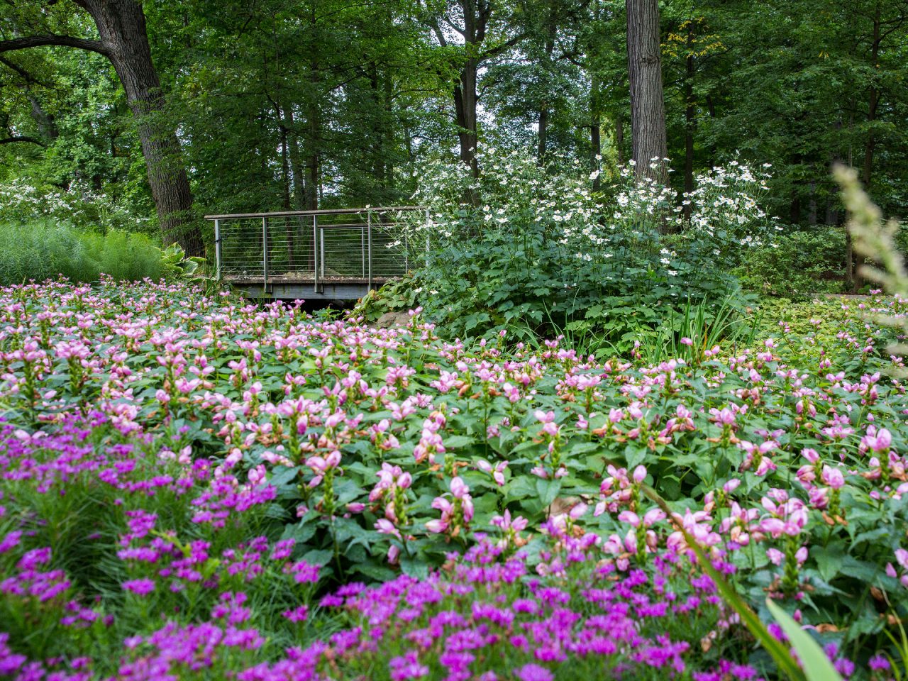 Azalea Garden » New York Botanical Garden