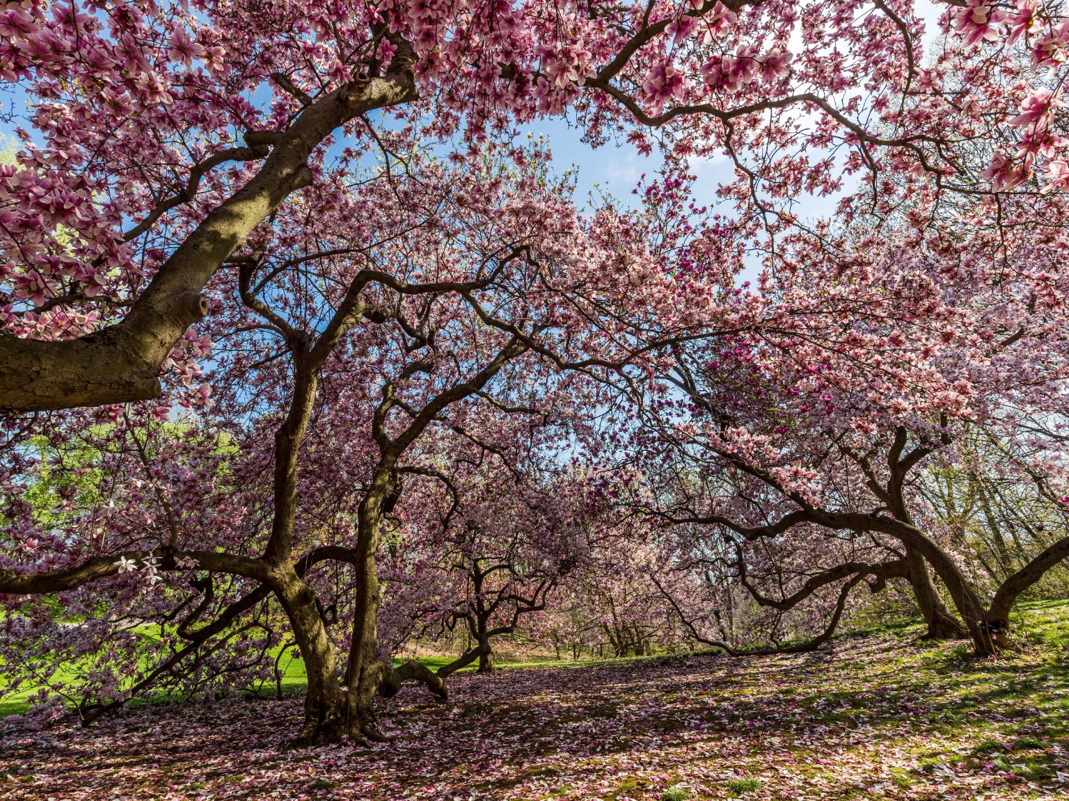 Magnolias » New York Botanical Garden