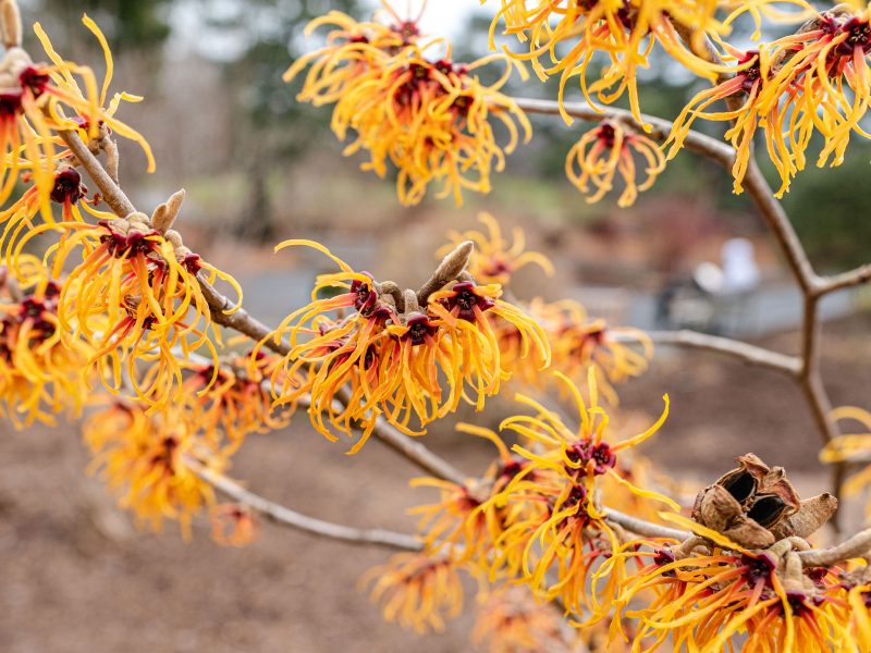 Perennial Garden » New York Botanical Garden