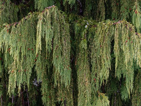 Ornamental Conifers » New York Botanical Garden