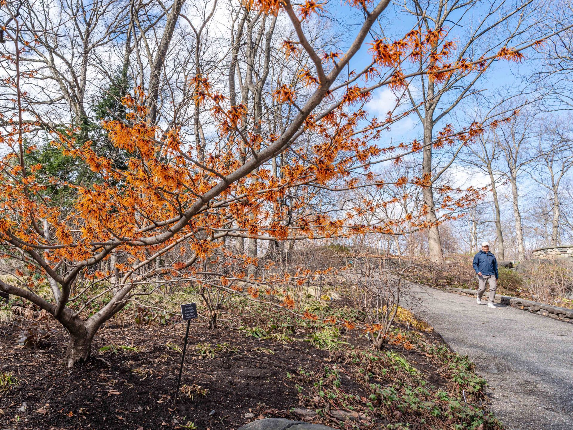 Azalea Garden | New York Botanical Garden