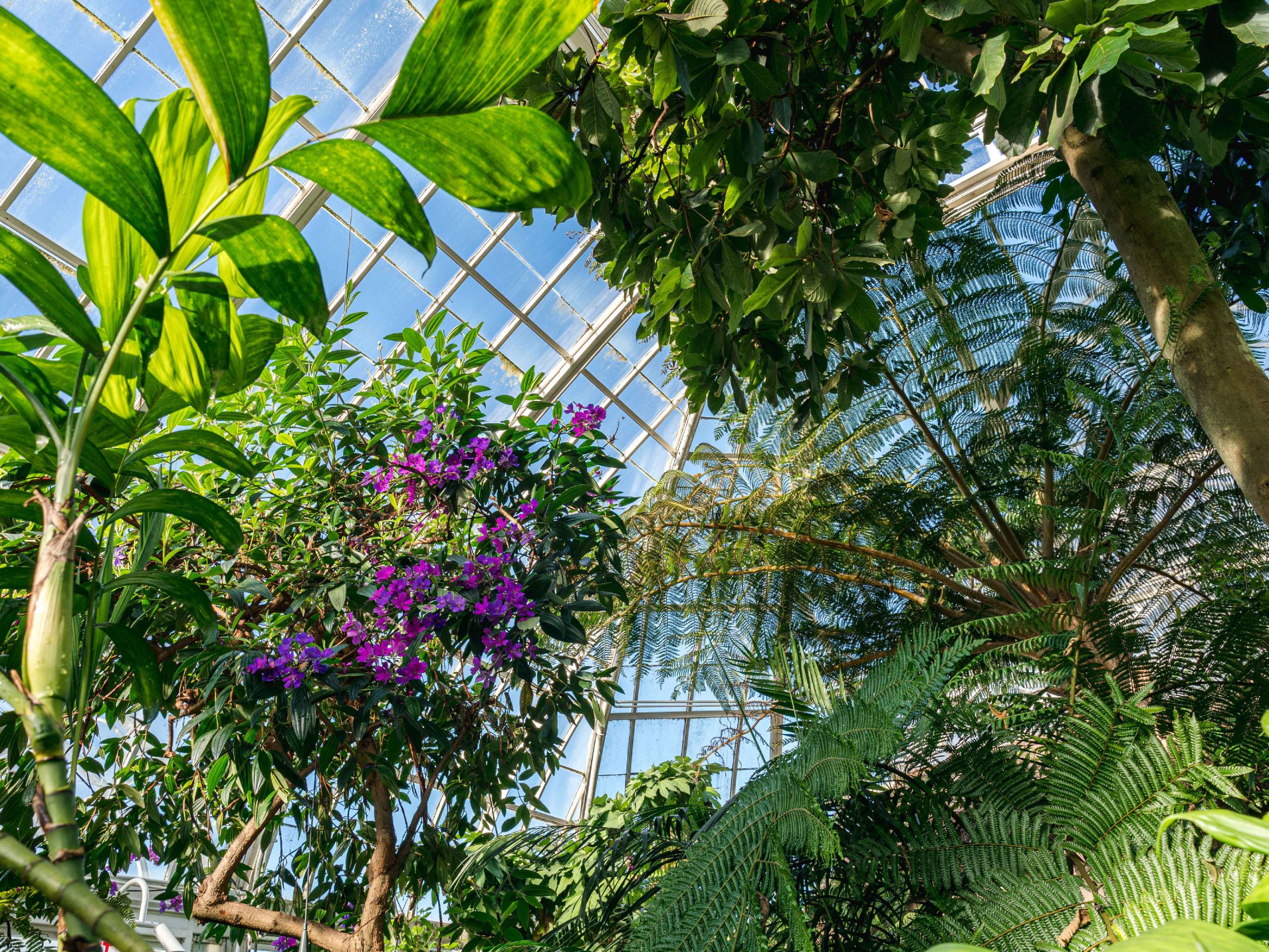 Conservatory | New York Botanical Garden