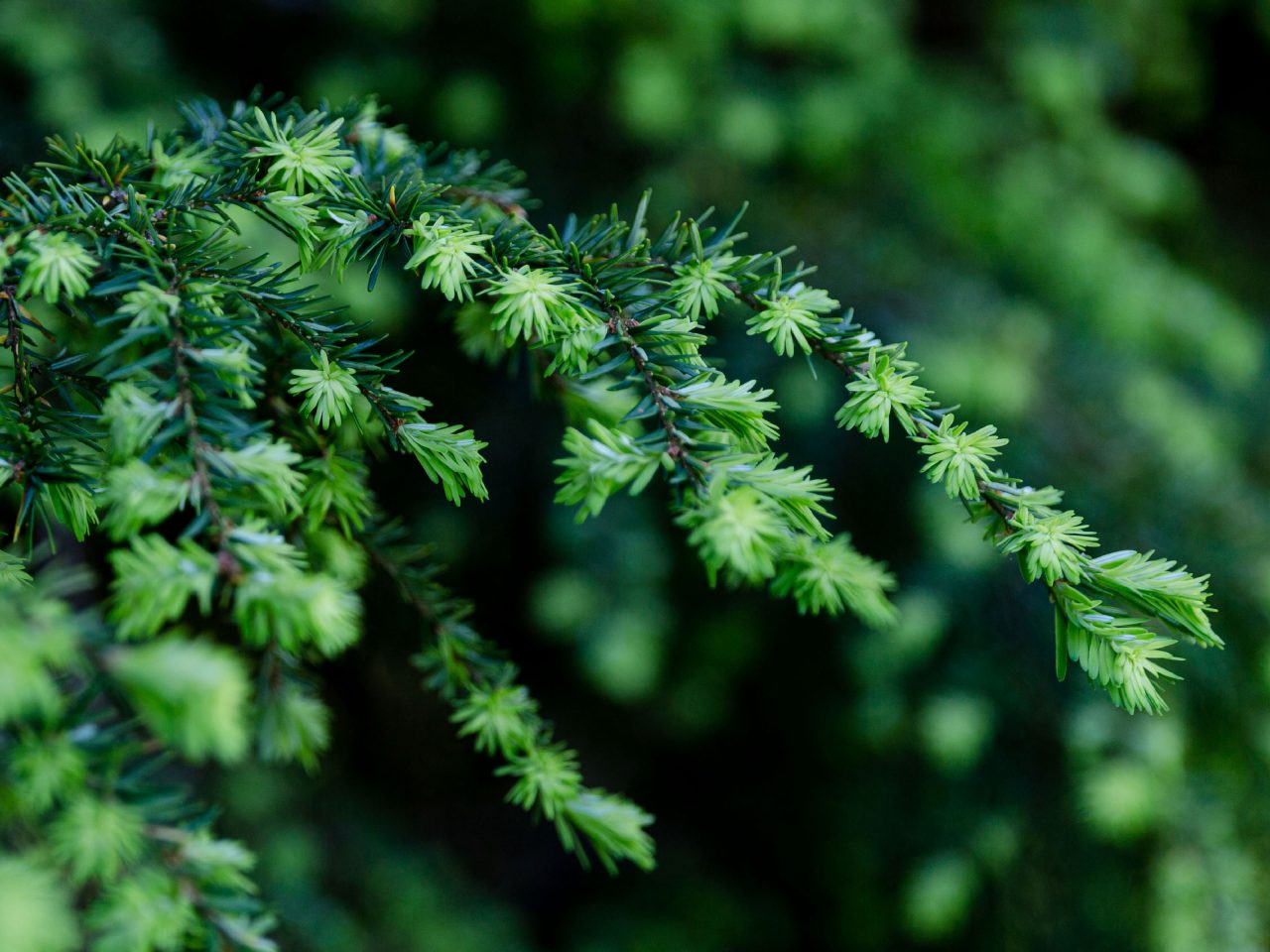 Ornamental Conifers » New York Botanical Garden