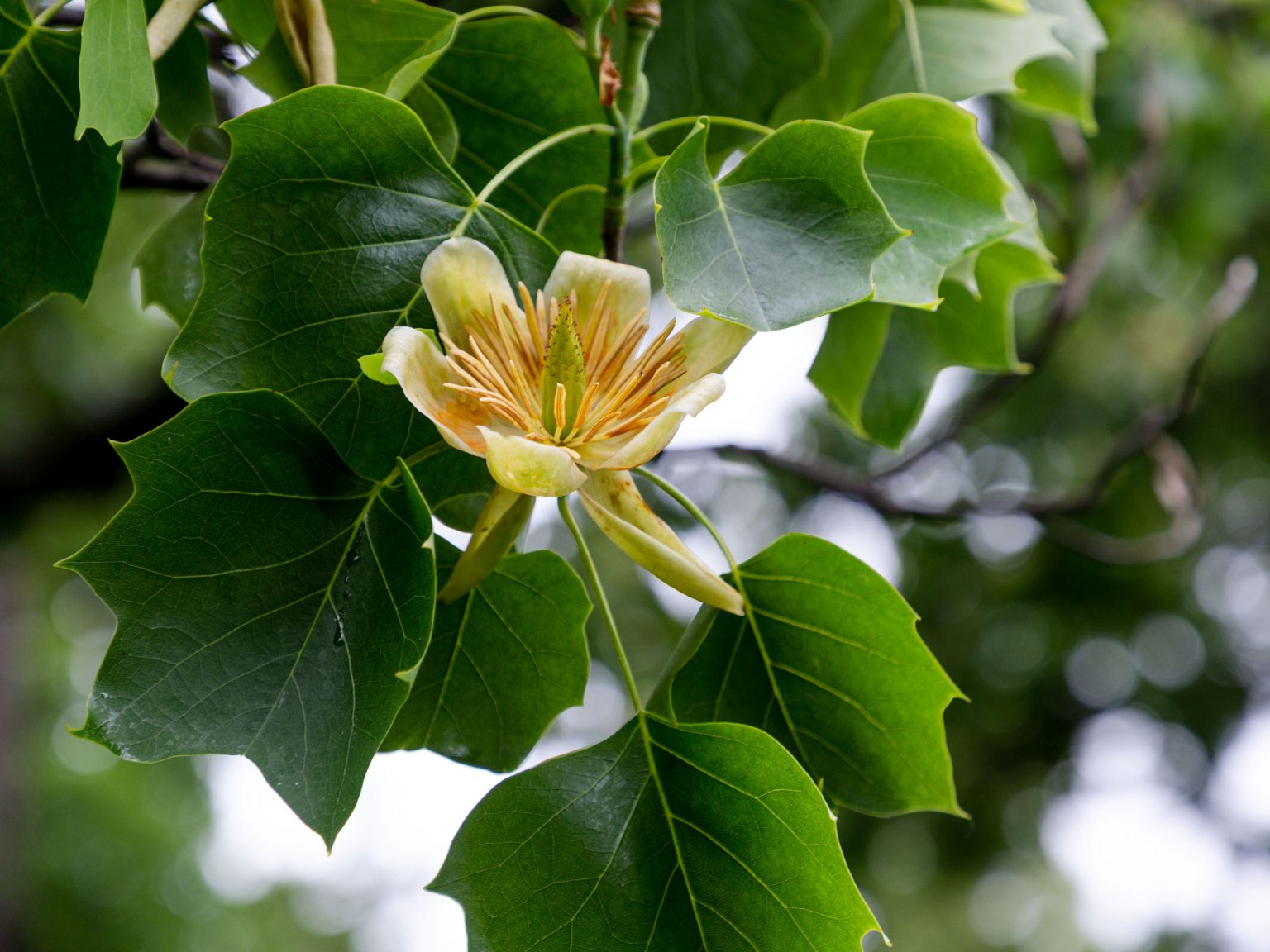 Arboretum Collections » New York Botanical Garden