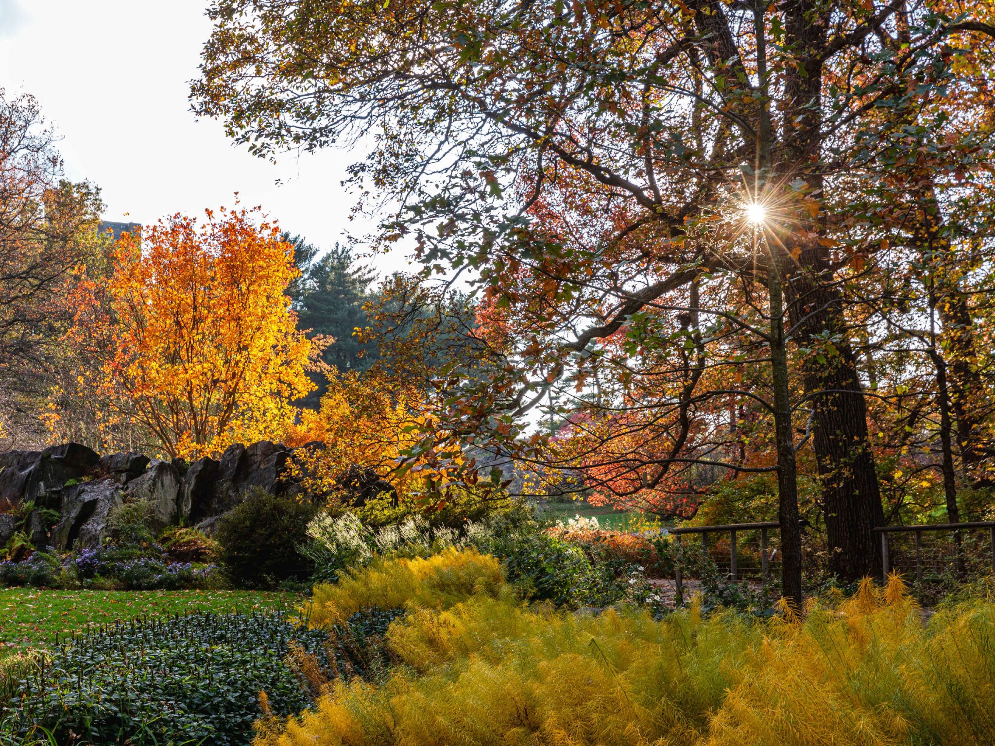 Azalea Garden » New York Botanical Garden