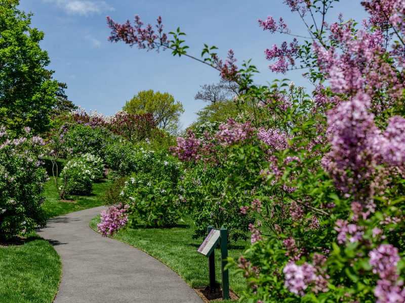 Lilac Collection | New York Botanical Garden