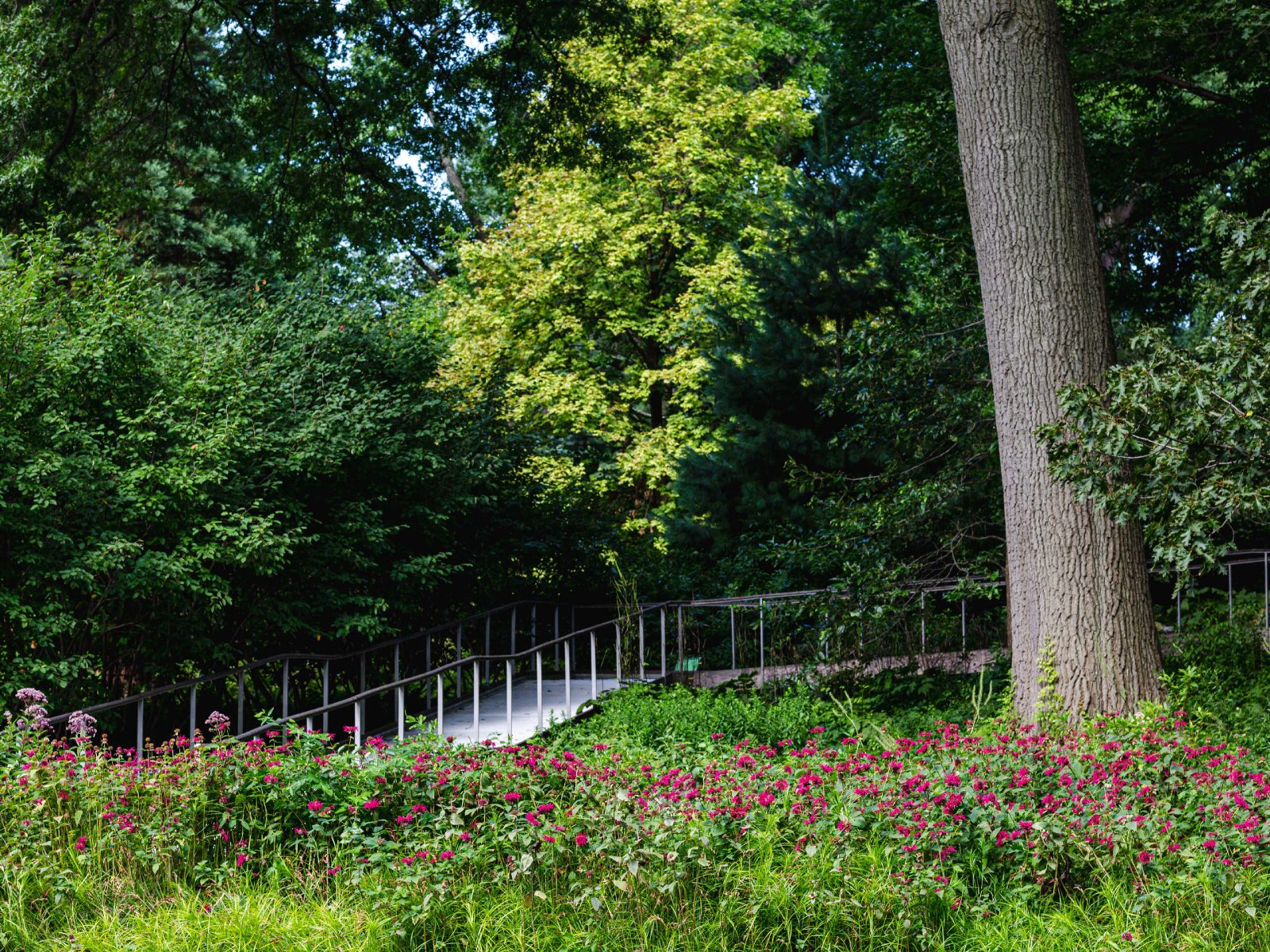 Native Plant Garden » New York Botanical Garden