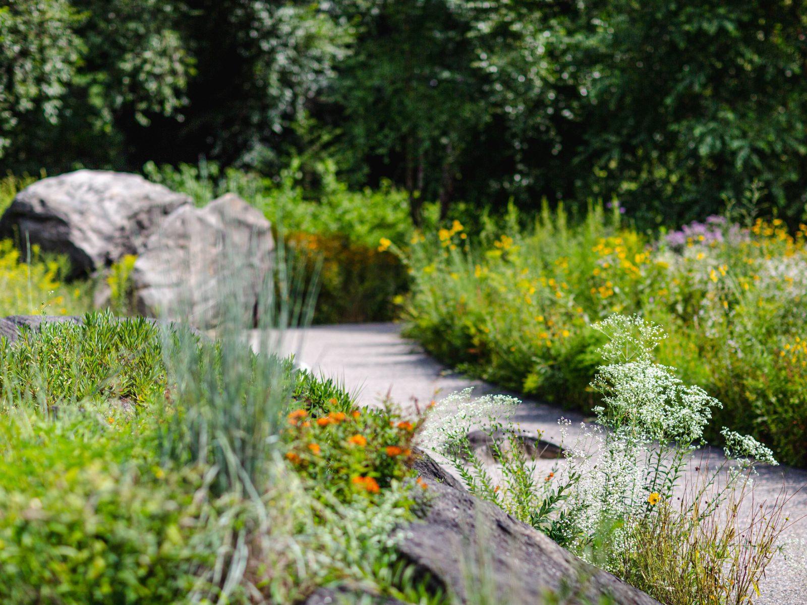 Native Plant Garden » New York Botanical Garden