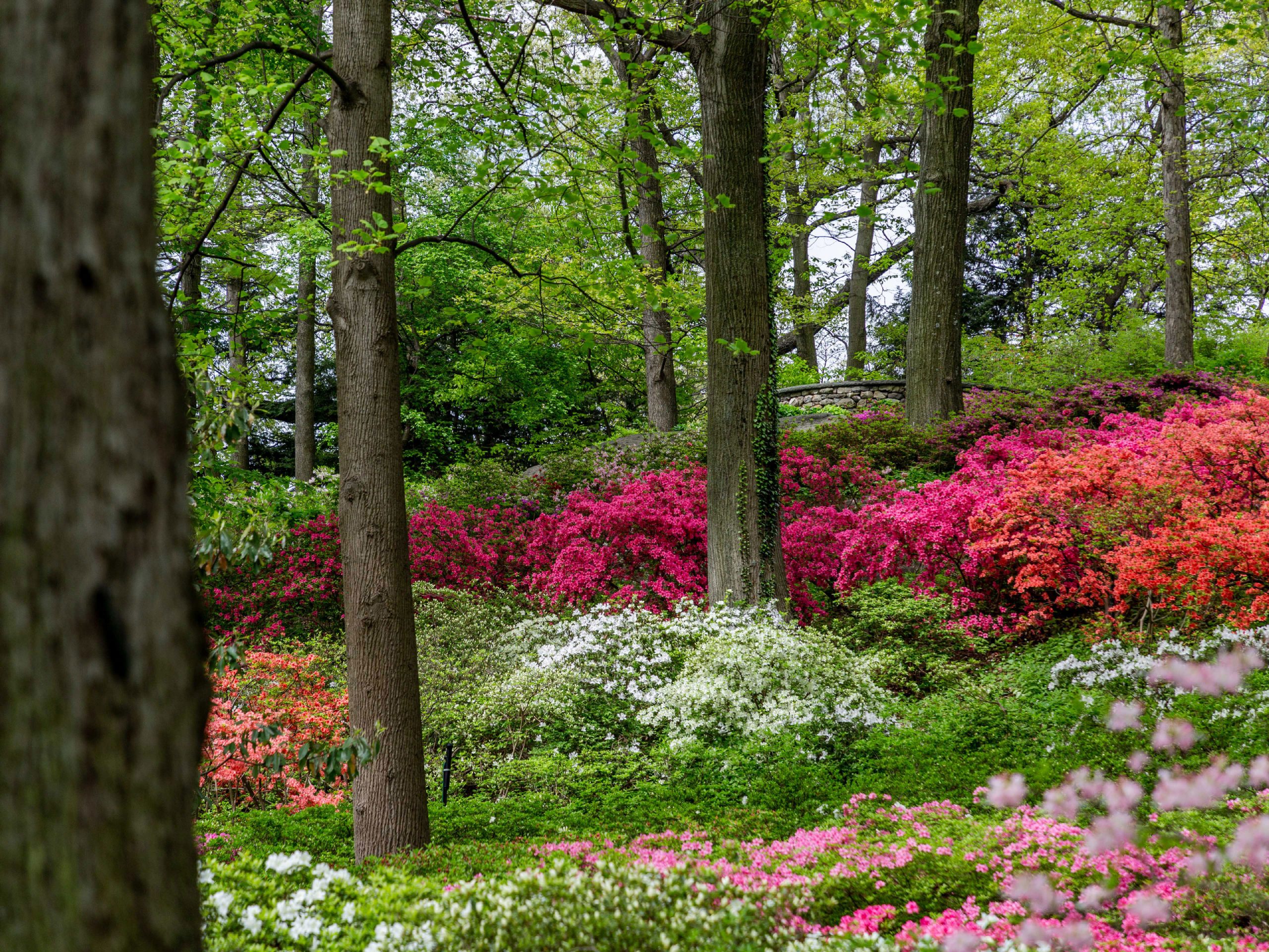 Azalea Garden » New York Botanical Garden