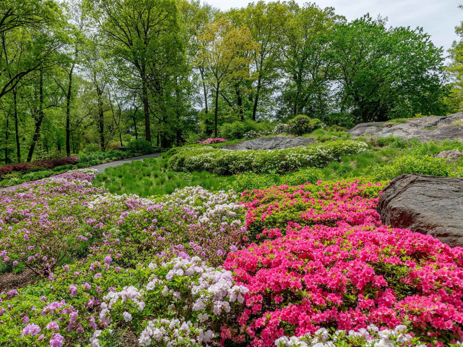 Azalea Garden | New York Botanical Garden