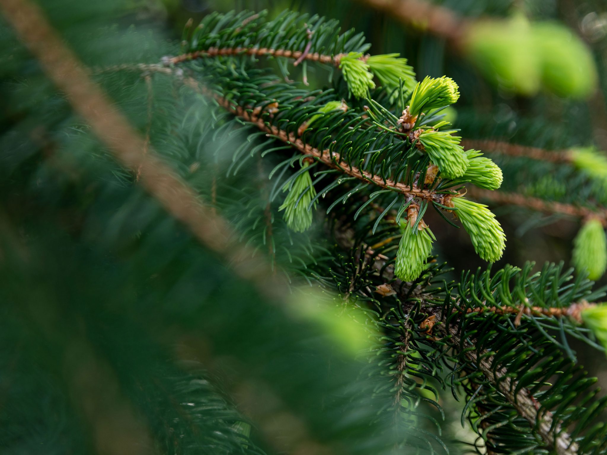 Conifer Arboretum | New York Botanical Garden