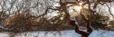 Bare maple tree covered in snow