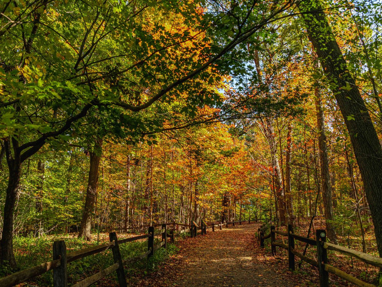 Forest » New York Botanical Garden