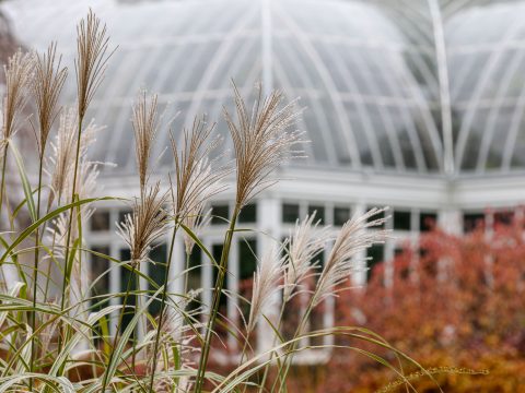 Perennial Garden » New York Botanical Garden