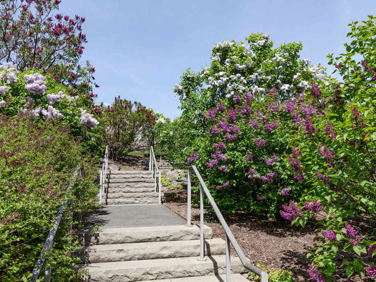 Lilac Collection | New York Botanical Garden