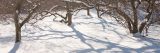 Snow covered ground with snow covered, bare, brown trees.