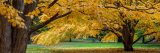 Brown trees with golden leaves surrounded by green grass with fallen golden leaves on top.