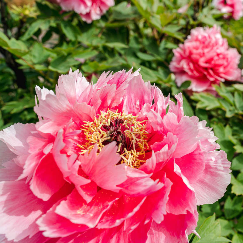 Celebrate Spring Blooms at NYBG