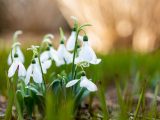 close up of the white pendant flowers of snowdrops