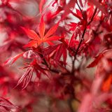 Photo of Japanese maple leaves