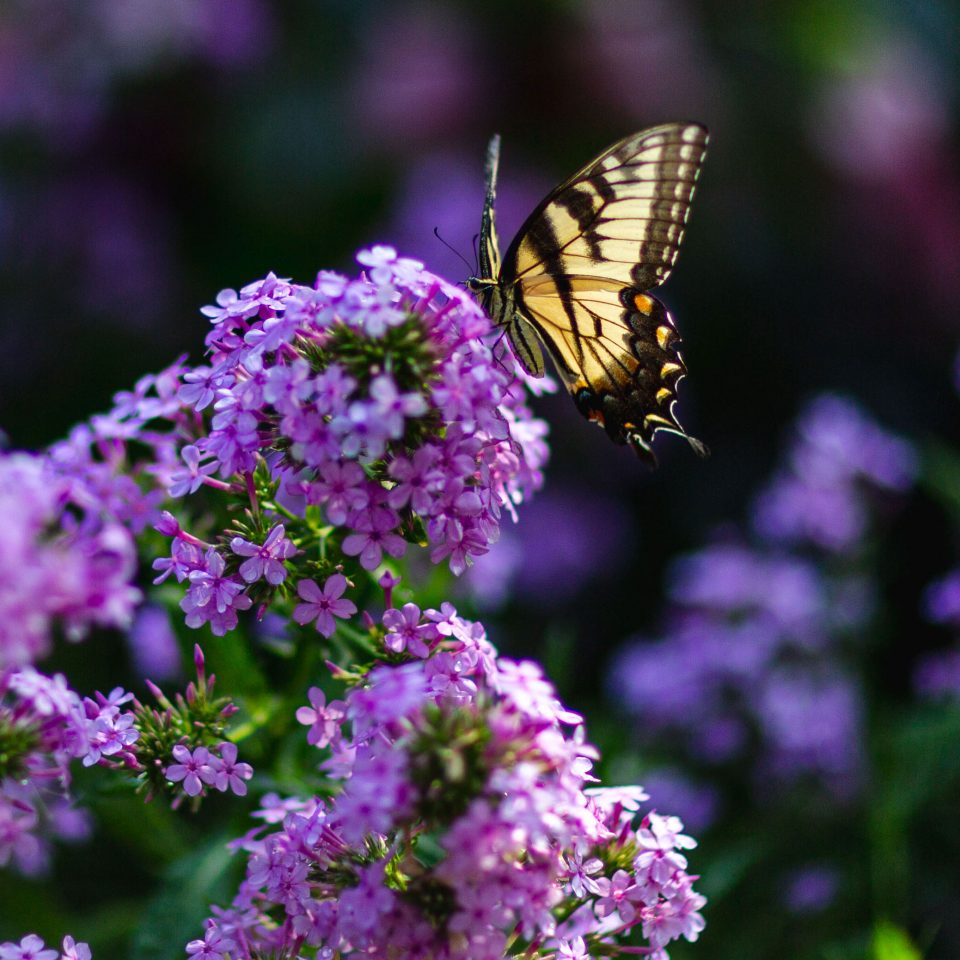 Join & Support | New York Botanical Garden