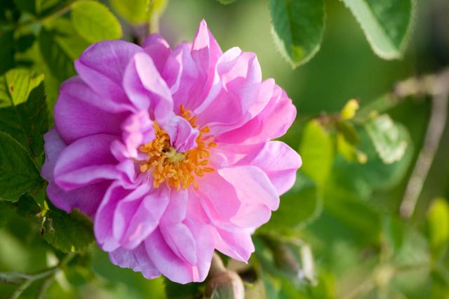 Diversity of Roses | New York Botanical Garden