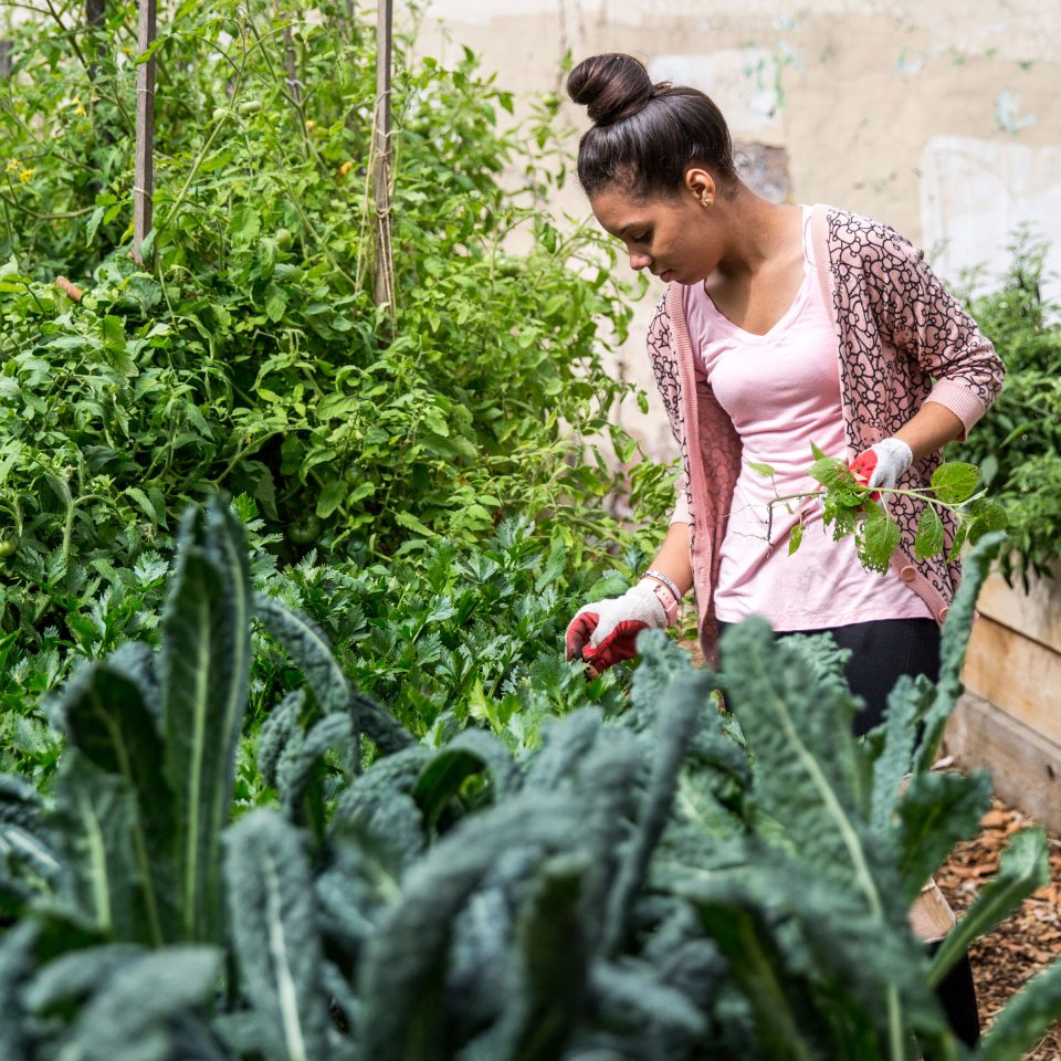 Gardens, Bronx-Green Up, and Search for Plants