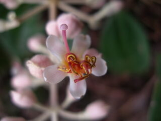 miconia dodecandra: photo taken in the field.