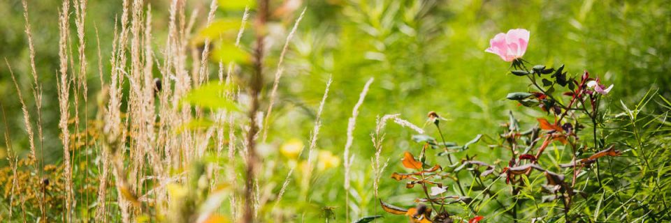 Traditional Farming and Crop Diversity for a More Resilient Future ...